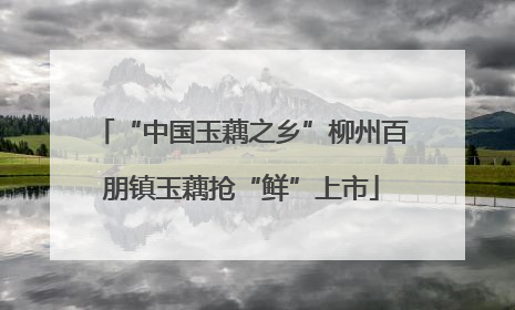 “中国玉藕之乡”柳州百朋镇玉藕抢“鲜”上市