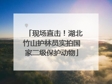 现场直击！湖北竹山护林员实拍国家二级保护动物