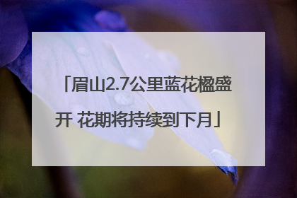 眉山2.7公里蓝花楹盛开 花期将持续到下月