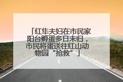 红隼夫妇在市民家阳台孵蛋多日未归，市民将蛋送往红山动物园“抢救”