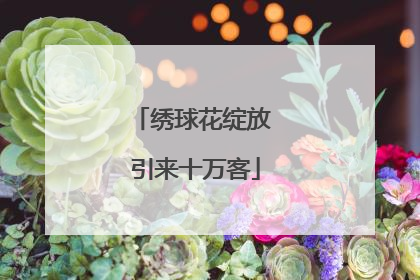 绣球花绽放 引来十万客