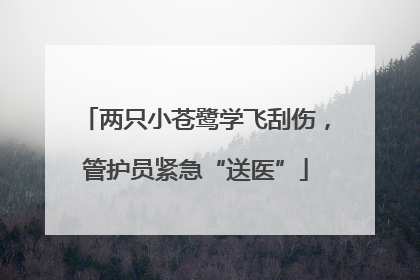 两只小苍鹭学飞刮伤，管护员紧急“送医”