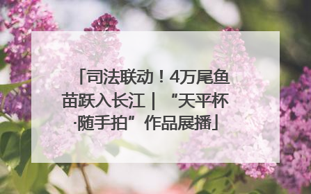 司法联动！4万尾鱼苗跃入长江｜“天平杯·随手拍”作品展播