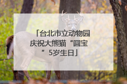 台北市立动物园庆祝大熊猫“圆宝”5岁生日