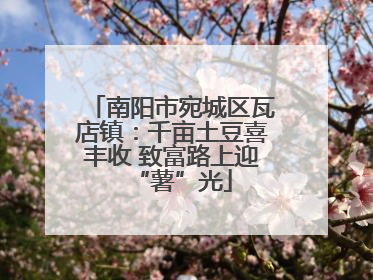 南阳市宛城区瓦店镇：千亩土豆喜丰收 致富路上迎“薯”光