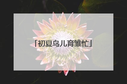 初夏鸟儿育雏忙