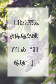 北京密云水库鸟岛成了生态“训练场”