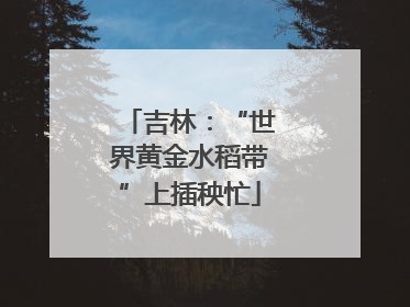 吉林：“世界黄金水稻带”上插秧忙