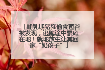 哺乳期猪獾偷食苞谷被发现，逃跑途中累瘫在地！就地放生让其回家“奶孩子”