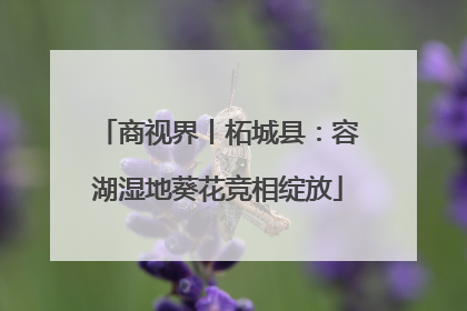 商视界丨柘城县：容湖湿地葵花竞相绽放