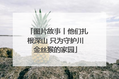 图片故事丨他们扎根深山 只为守护川金丝猴的家园
