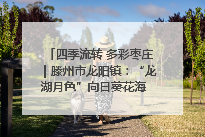 四季流转 多彩枣庄｜滕州市龙阳镇：“龙湖月色”向日葵花海 绘就乡村振兴新画卷