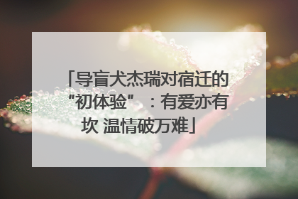 导盲犬杰瑞对宿迁的“初体验”：有爱亦有坎 温情破万难