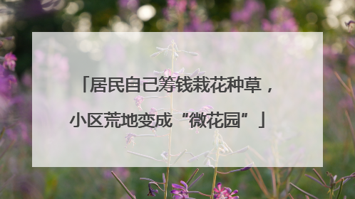 居民自己筹钱栽花种草，小区荒地变成“微花园”