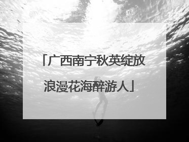 广西南宁秋英绽放 浪漫花海醉游人