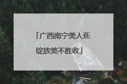 广西南宁美人蕉绽放美不胜收