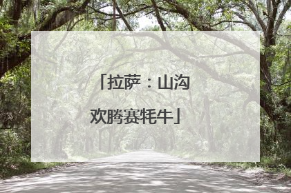 拉萨：山沟欢腾赛牦牛