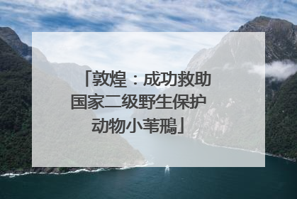 敦煌：成功救助国家二级野生保护动物小苇鳽