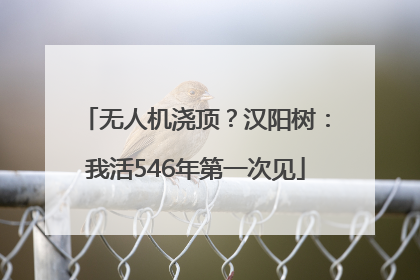 无人机浇顶？汉阳树：我活546年第一次见