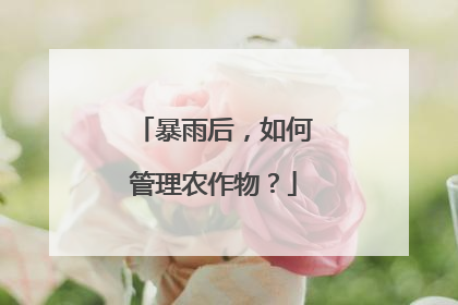 暴雨后,如何管理农作物?