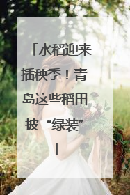 水稻迎来插秧季！青岛这些稻田披“绿装”