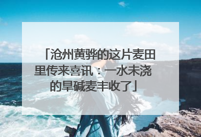 沧州黄骅的这片麦田里传来喜讯：一水未浇的旱碱麦丰收了