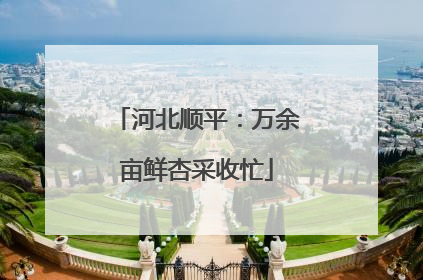 河北顺平：万余亩鲜杏采收忙