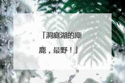 洞庭湖的麋鹿，最野！