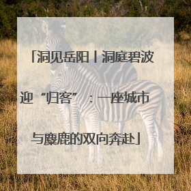 洞见岳阳丨洞庭碧波迎“归客”：一座城市与麋鹿的双向奔赴