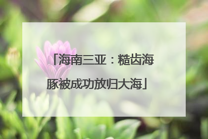 海南三亚：糙齿海豚被成功放归大海