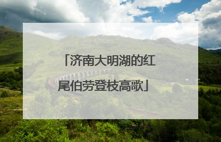 济南大明湖的红尾伯劳登枝高歌