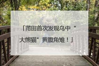 莆田首次发现鸟中“大熊猫”黄腹角雉！