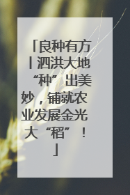 良种有方丨泗洪大地“种”出美妙，铺就农业发展金光大“稻”！