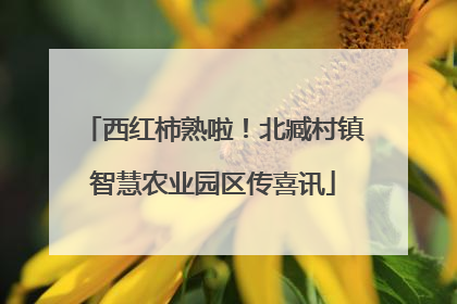 西红柿熟啦！北臧村镇智慧农业园区传喜讯