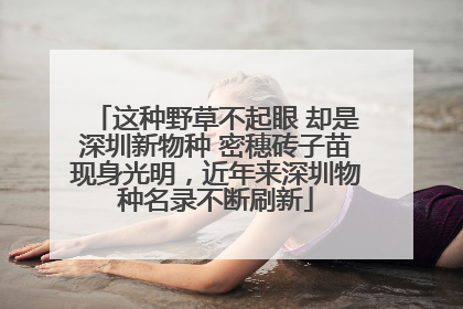 这种野草不起眼 却是深圳新物种 密穗砖子苗现身光明，近年来深圳物种名录不断刷新