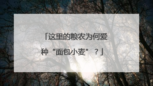 这里的粮农为何爱种“面包小麦”？