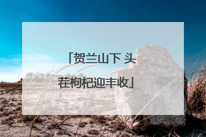 贺兰山下 头茬枸杞迎丰收