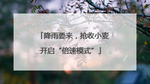 降雨要来，抢收小麦开启“倍速模式”
