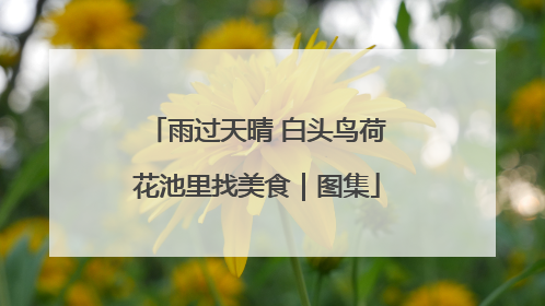 雨过天晴 白头鸟荷花池里找美食｜图集