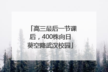 高三最后一节课后，400株向日葵空降武汉校园
